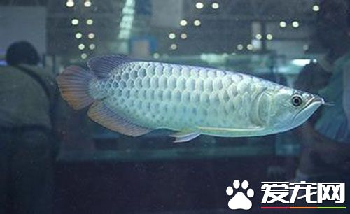 銀龍魚倒立怎麼回事 倒立是什麼原因導致