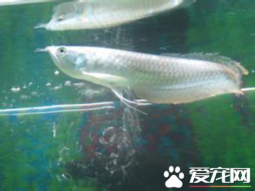 養銀龍魚的好處 一般都有著吉祥如意的寓意