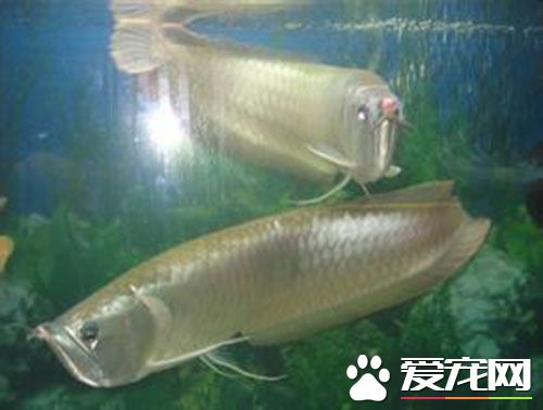 銀龍魚有多少種 銀龍魚是龍魚的一個品種
