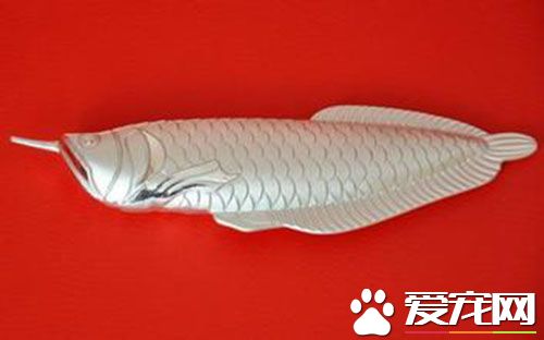 銀龍魚一般養幾條 家裡銀龍魚養幾條好