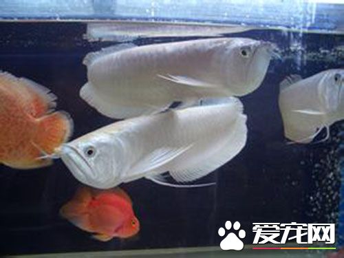銀龍魚什麼樣的好 銀龍魚體呈長帶形側扁