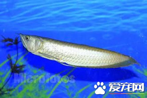 銀龍魚吃什麼好 銀龍魚喂養注意事項