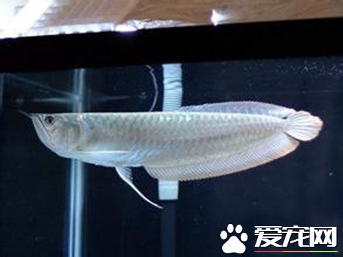 銀龍魚為什麼不吃食 銀龍魚不吃食是什麼原因