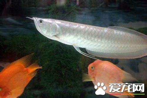 銀龍魚喂什麼好 喂食都要保證食物的清潔