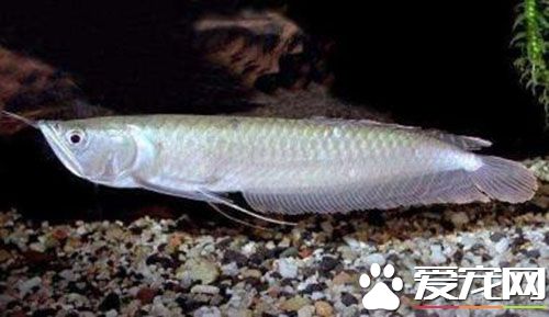 銀龍魚是淡水魚嗎 銀龍魚並不是淡水魚