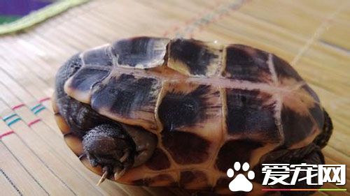 養什麼烏龜好 三種最適合家庭飼養的烏龜