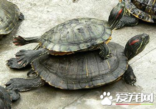 烏龜要怎麼養 能適應的水溫約為23到28度