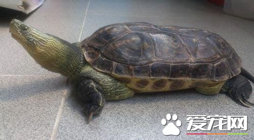 孕婦能養烏龜嗎 烏龜則較為安全是可以養的