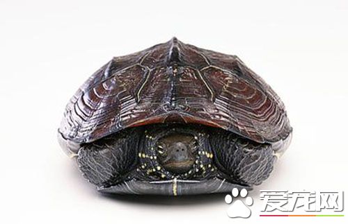孕婦可以養烏龜嗎 盡量還是不要養烏龜