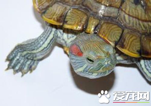養烏龜有什麼禁忌 不要水的人不宜養龜