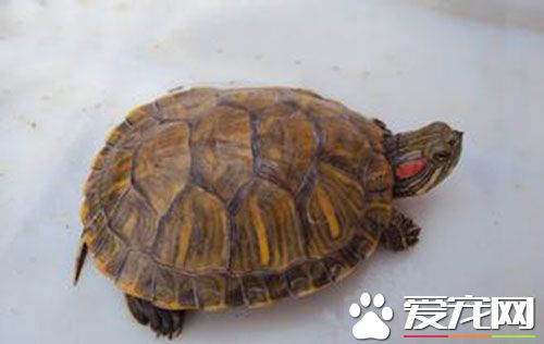 家裡養烏龜風水 龜殼能夠幫助家中擋煞