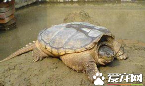小鳄魚龜好養嗎 提供一塊高出水面的石頭