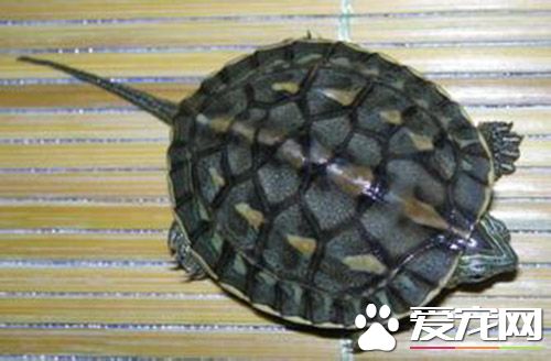 如何養殖珍珠龜 珍珠龜飼養前的准備