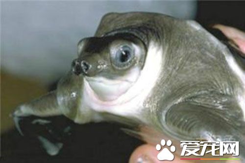 豬鼻子龜好養嗎 豬鼻子龜飼養需要注意的事項