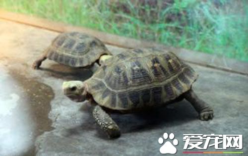 什麼樣的人不適合養龜 什麼人適宜養烏龜