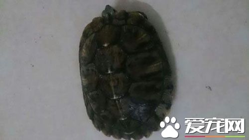 養什麼烏龜招財 烏龜寓意吉祥招財納財