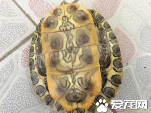 養烏龜用什麼水 有些烏龜可以用自來水飼養