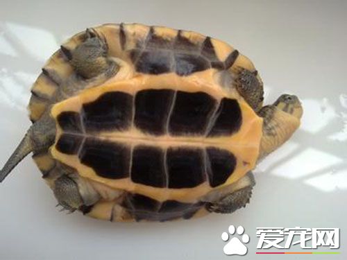 冬天如何養烏龜 冬眠環境的布置方案一般有3種
