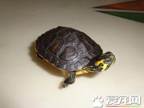 養烏龜的好處風水 養烏龜最好放在北方養