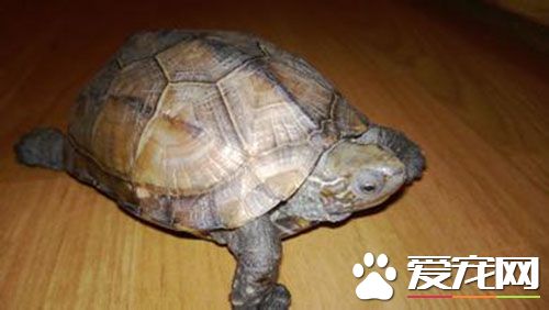 天冷了烏龜怎麼養 冬天飼養烏龜的三種方法