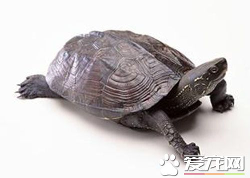 王八怎麼養 飼養王八需要注意的五個方面