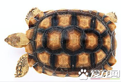 烏龜養幾只好 先養一只等它適應你家的環境