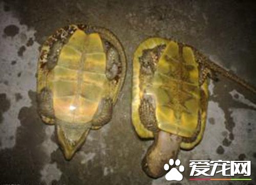 家裡養烏龜好嗎 什麼樣的人適合在家中養龜