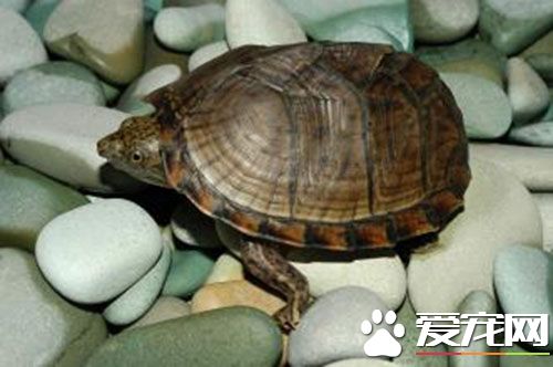 冬天怎麼養烏龜 烏龜冬眠後應注意的問題