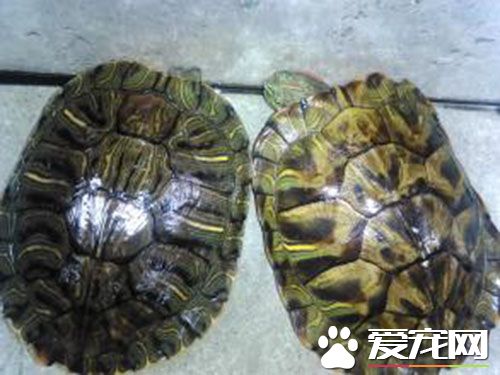 養烏龜的方法 養烏龜需要定時的光照