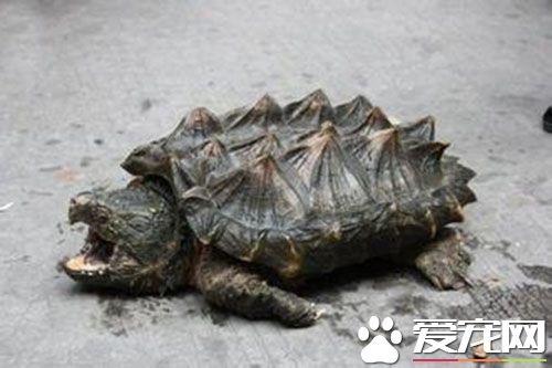 養烏龜放多少水 水只要高過龜的背殼即可
