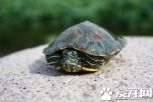 烏龜冬天怎麼養 健康的烏龜可自然冬眠