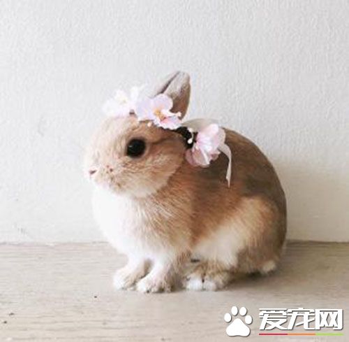 飼養兔子的注意事項 飼養兔子的六大注意事項