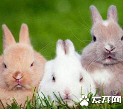 兔子的尾巴有什麼用 在緊急情況下幫助兔子逃命