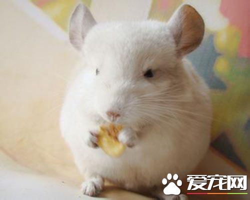 兔子的衣服怎麼做 折穿衣服的小兔子折疊方法
