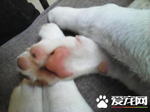 兔子的眼睛為什麼是紅的 眼球內血液所反映出來的