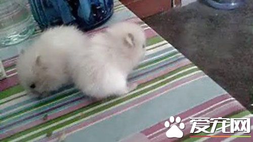 兔子的壽命有多長 兔子平均壽命5到12年