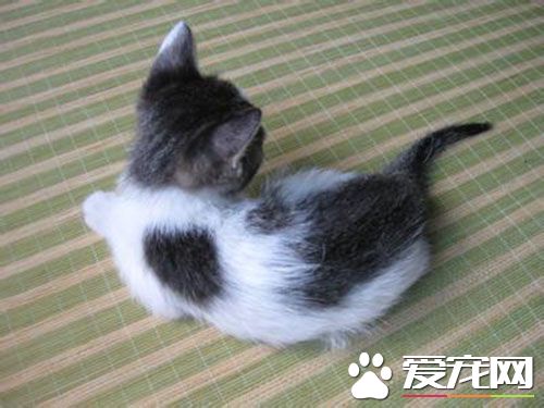 兔子的眼睛為什麼是紅色的 白兔眼睛裡的血絲反射