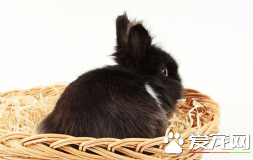 兔子耳朵發熱怎麼辦 兔子的耳朵就是體溫計