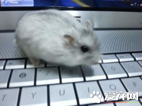 怎麼看兔子的公母 兩個月以下兔子很難區分