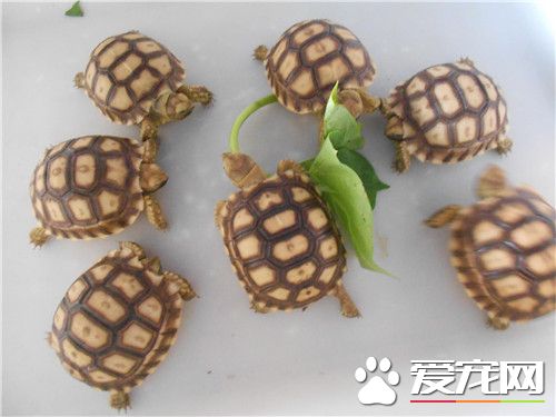 什麽龜好養又值錢 鳄魚龜的市場需求量大
