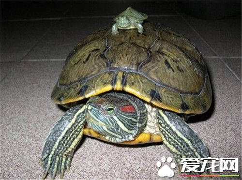 密西西比紅耳龜吃什麼 密西西比紅耳龜補鈣方法