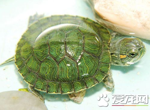 養寵物烏龜的方法 養寵物烏龜需要注意的問題