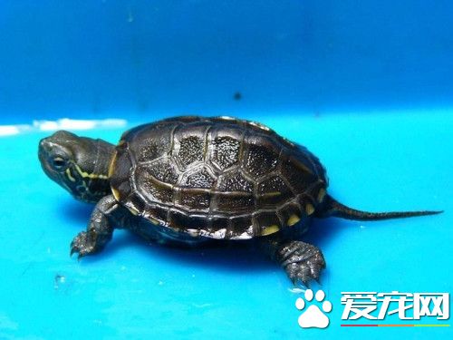 寵物烏龜吃什麼東西 寵物烏龜喜歡的食物