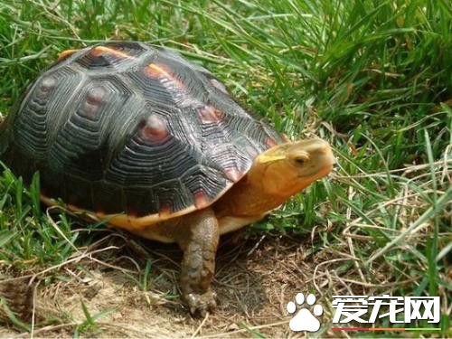 黃緣龜什麼時候交配 發情交配時間為4到5月