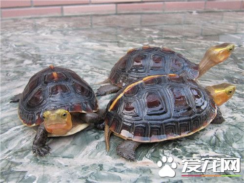 黃緣龜飼養 黃緣龜白天飼養溫度為22到26度