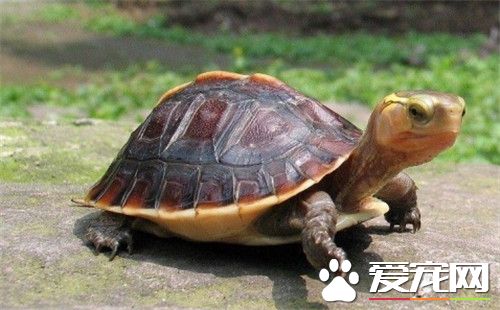 如何養黃緣龜 黃緣龜飼養的日常管理