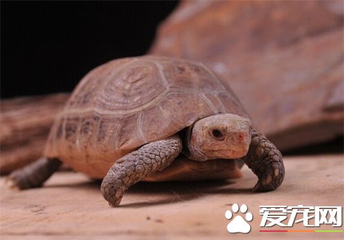緬甸陸龜怎麼過冬 何時開始准備陸龜冬眠