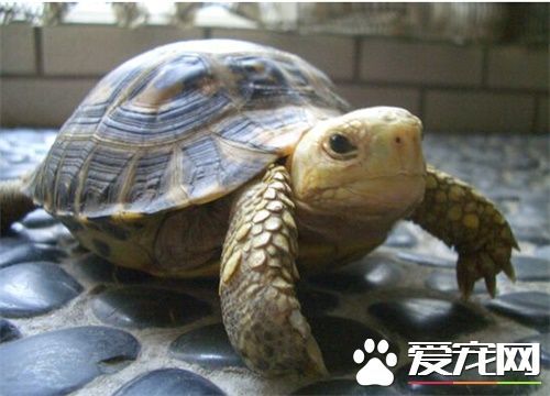 緬甸陸龜冬眠嗎 緬甸陸龜冬眠前的准備工作