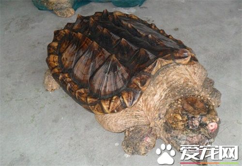 佛鳄龜多大可以繁殖 佛鳄龜繁殖親龜的選擇