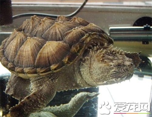 鳄龜苗不吃東西怎麼辦 鳄龜不吃東西的解決辦法